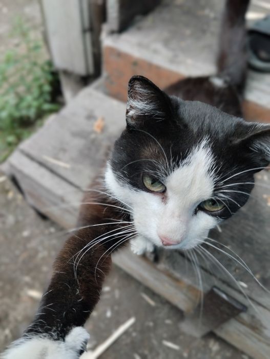 Отдам доброго кота.