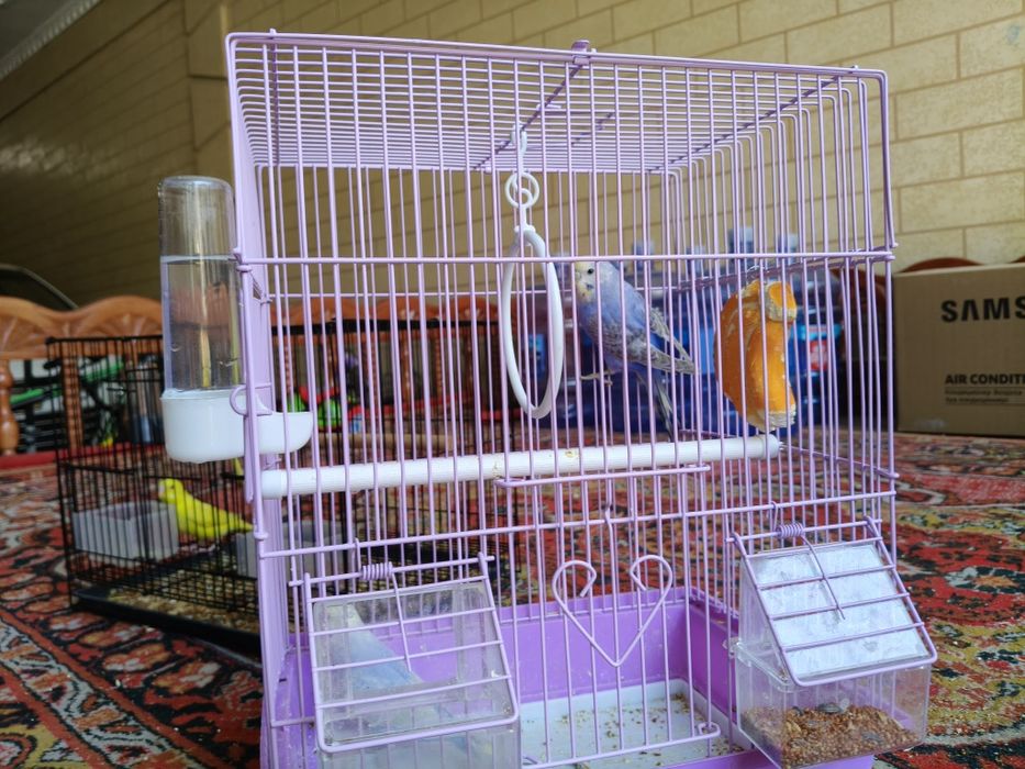 Попугай с клеткой