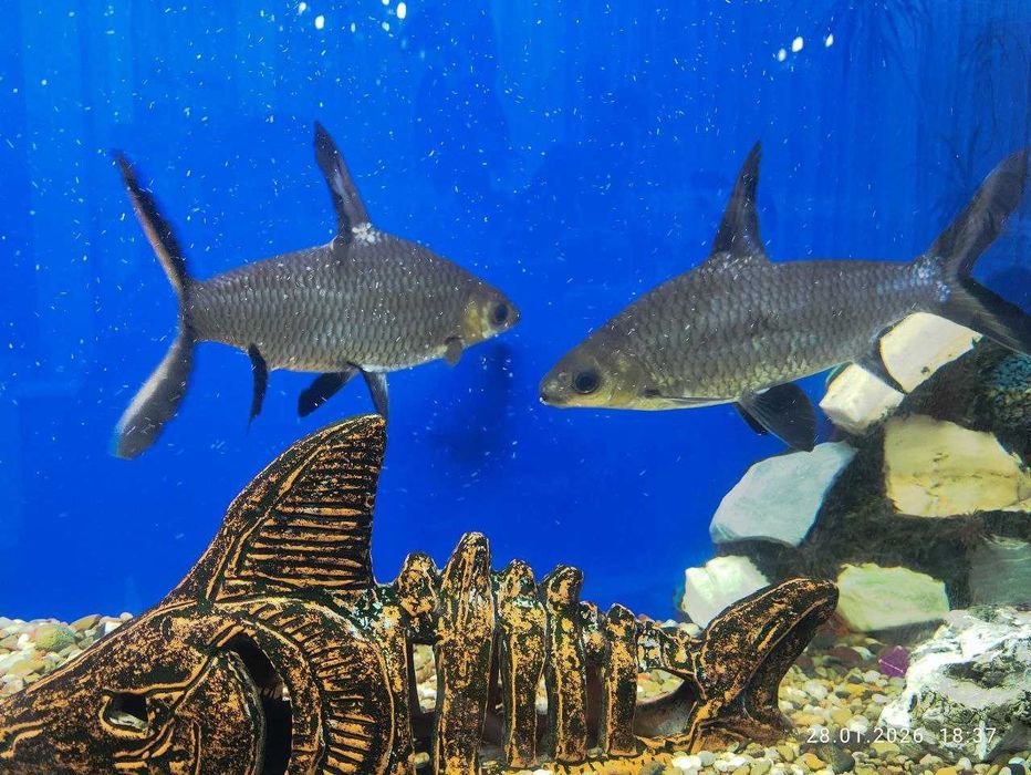 Продаются Акулы Мирные 2шт 25-30см