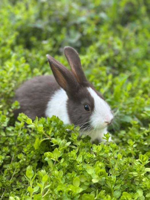 Quyon sotiladi  galand