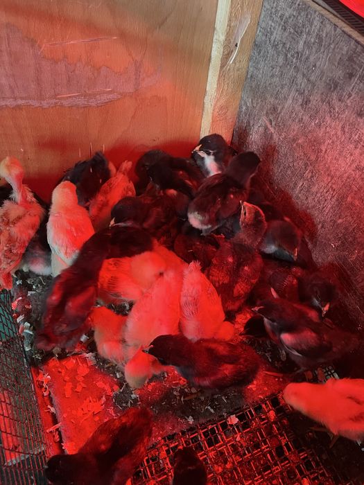 Pui găină țărănesti in varsta de 2 săptămâni(rasa mixta)