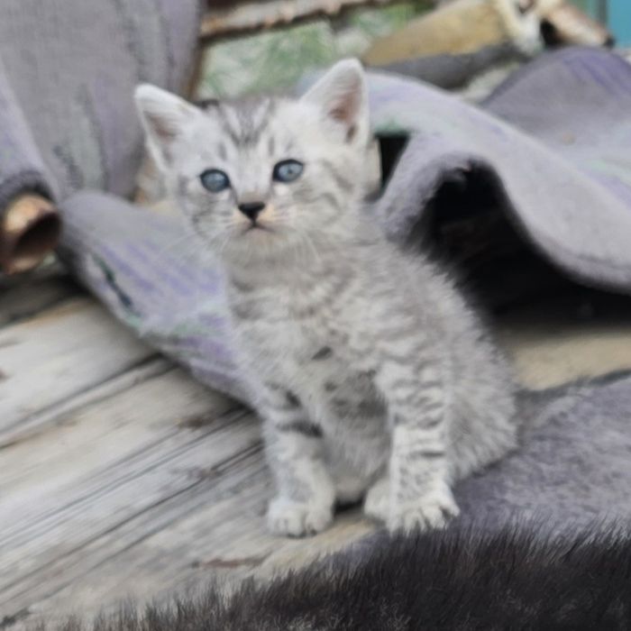 Котята  1,5 месяца