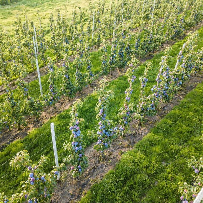 Butasi vita de vie  pomi fructiferi columnari 50+25 gratis