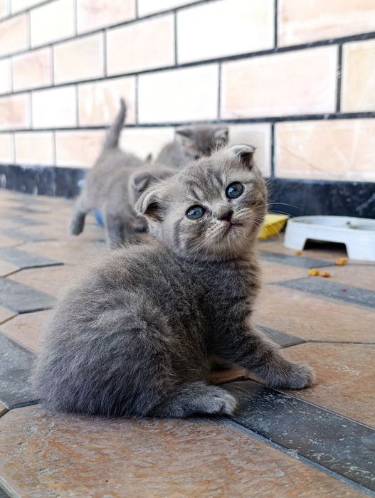 Mushukchalar sotiladi, Scottish Strayt va Scottish fold