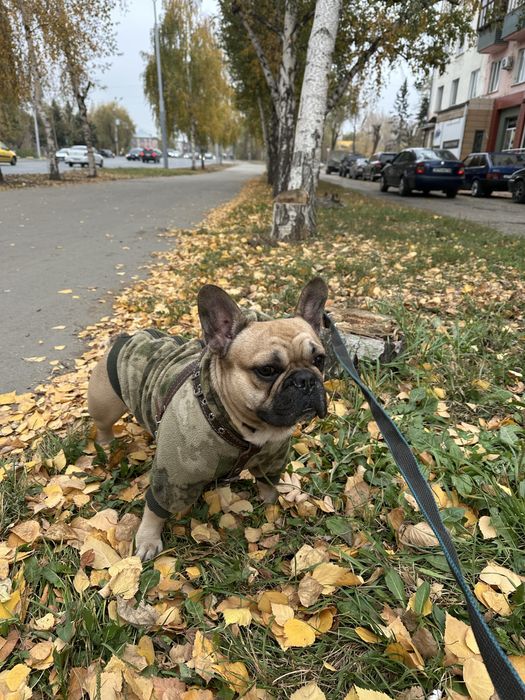 Кобель французского бульдога