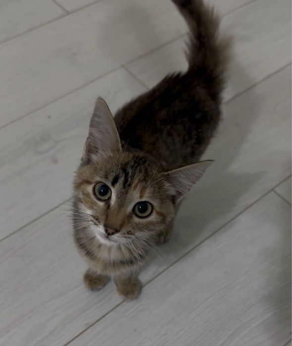 Котенок в добрые руки