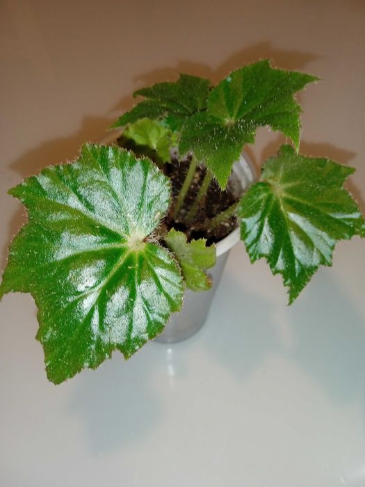 Продажа комнатных растений