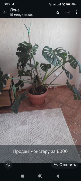 Продам комнатный цветок