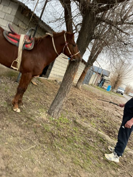 Шымкент жылқы сатылады