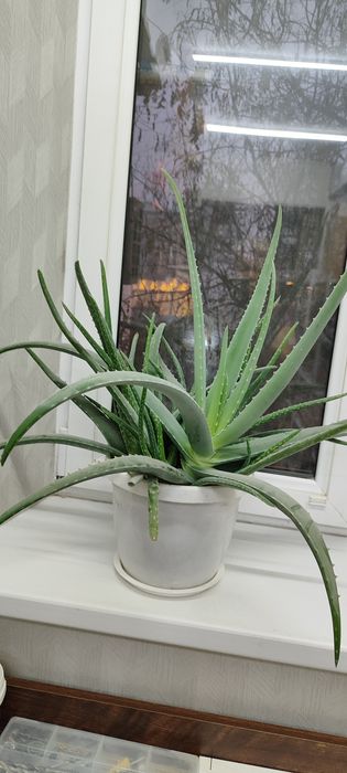 Домашний цветок алоэ Вера