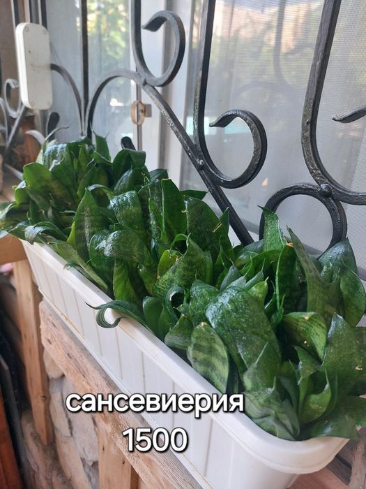 Пролам Комнатные цветы