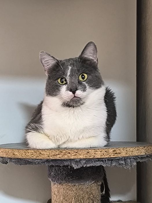 Паштет котик ищет дом