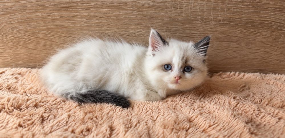 Рагдол Регдол Ragdoll
