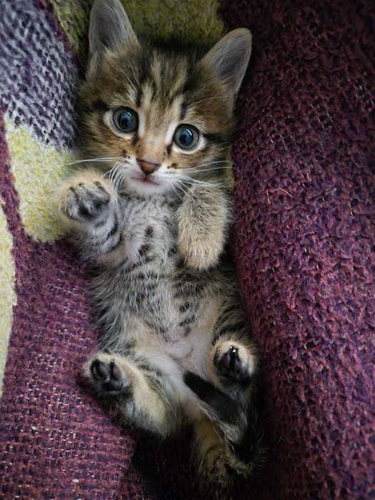 Котята. 1.5мес. в добрые руки
