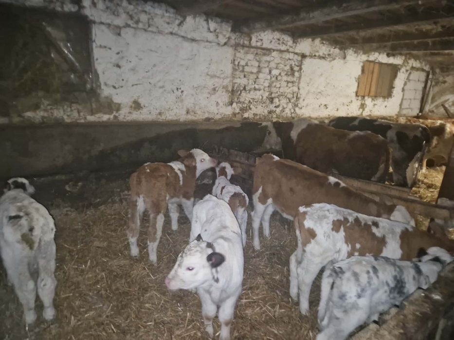 Vând viteii belgieni