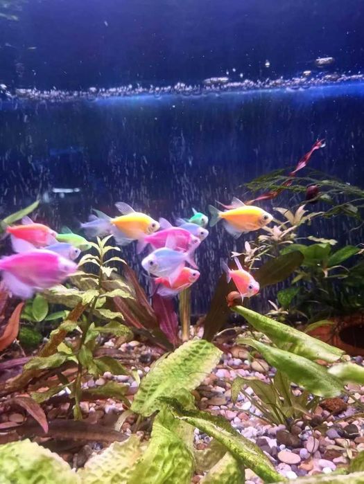 Аквариумные рыбки.