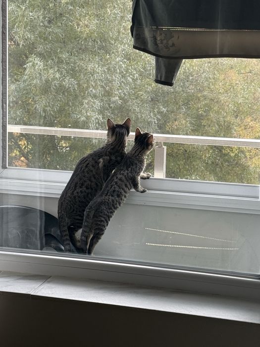 Котки две едната на 5месеца другата на 8месеца