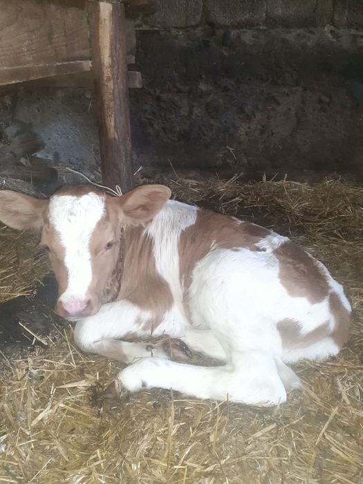 Vând vițică de trei săptămâni bună de lapte preț 2.500 RON