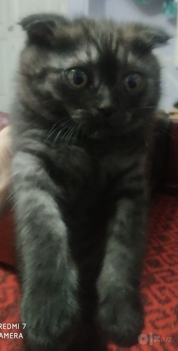Кошка скоттиш фольд