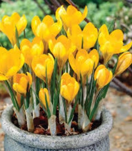 Нарциси,кокичета, мускари ,есенен минзухар и момина сълза