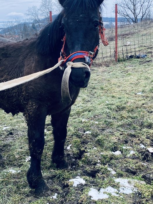 Manz 6/7 luni  din parinti ardenenez