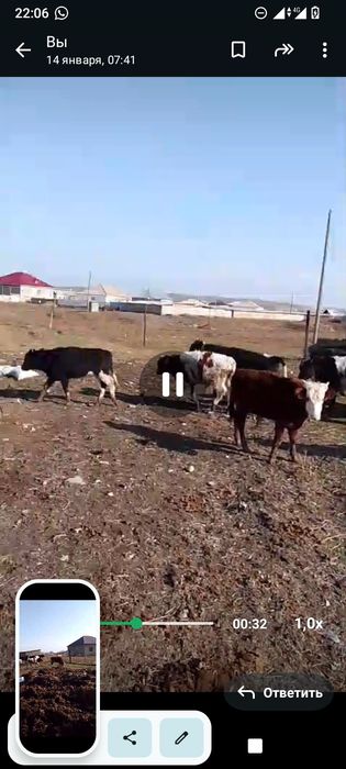 14. Бұқалар сатылады