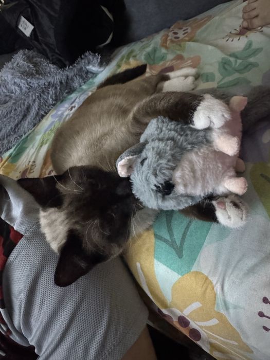 отдаю кота в добрые руки