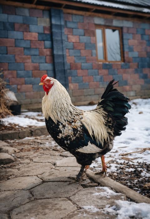 Продам петухов домашних