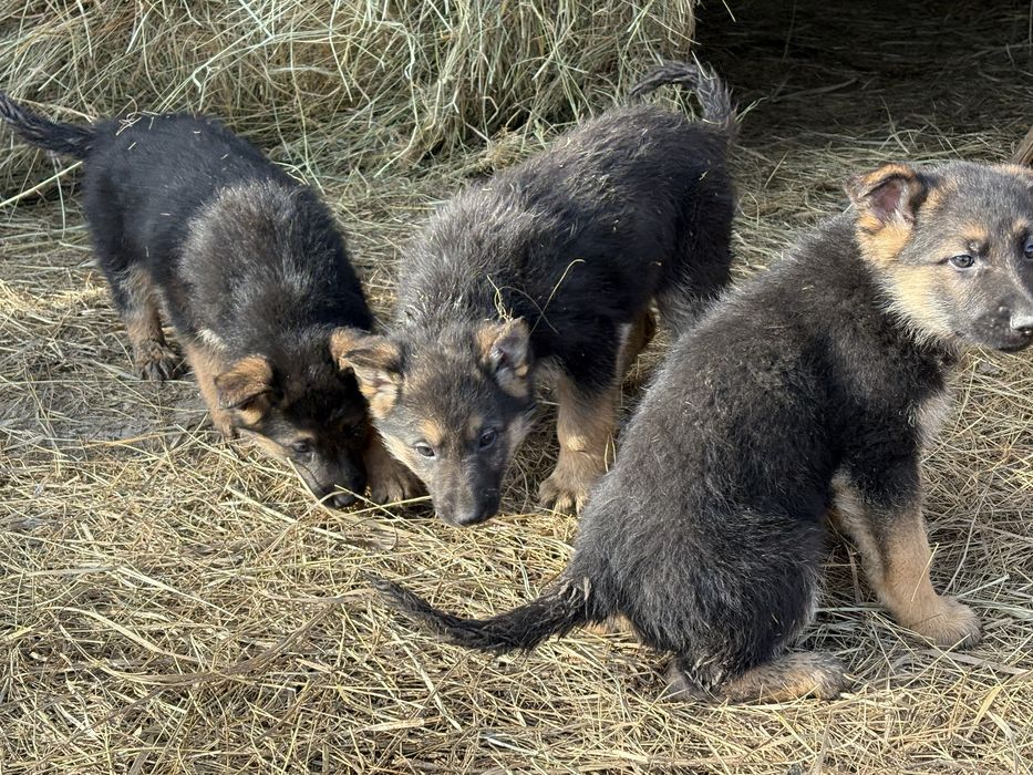 продам щенков немецкой овчарки
