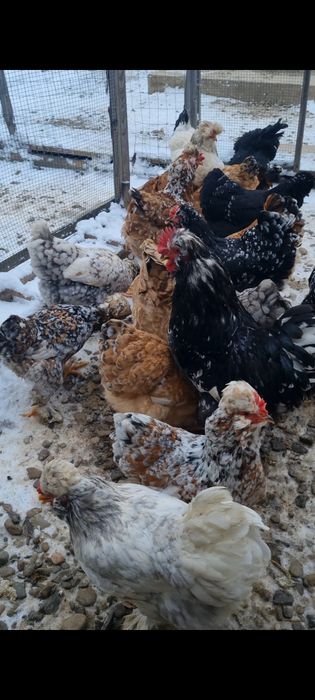 Ouă de moțate barboase încălțate