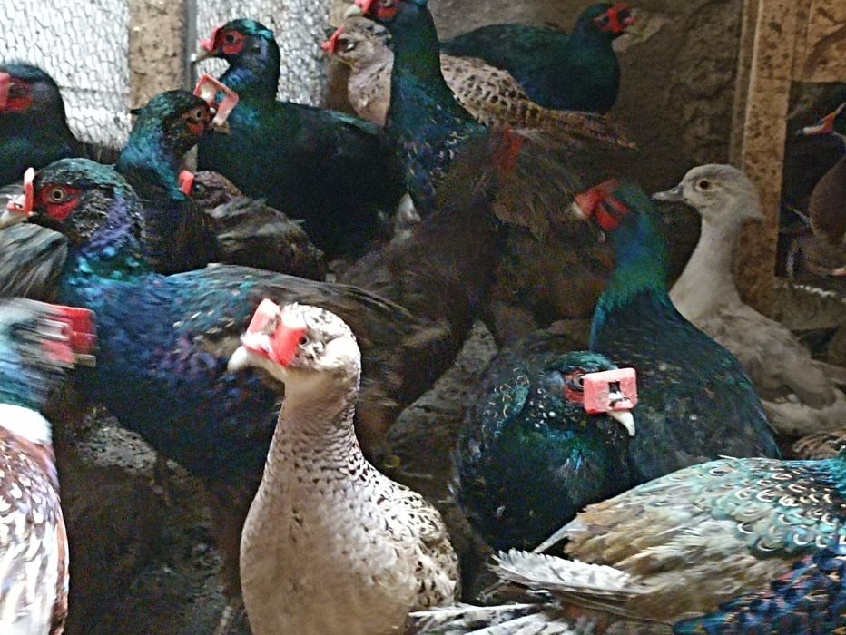 Vînd fazani auriu pe roșu , pe galben , diamant , comuni albi , maturi