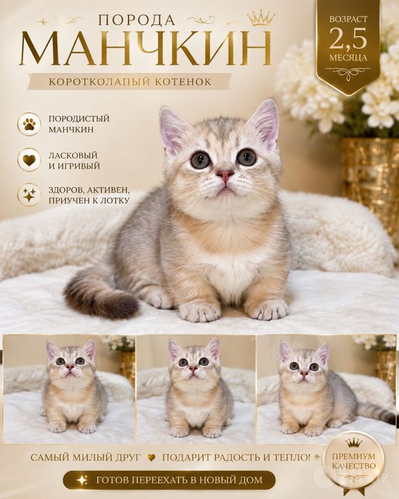 Супер манчкин продается