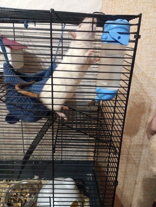 Крысы декоративные