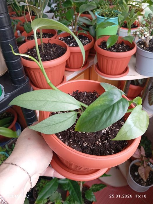 Продам комнатные растения