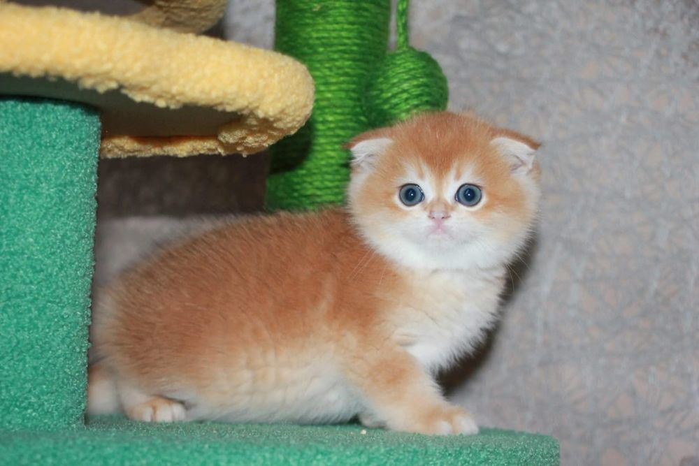 Скоттиш фолд страйт хайленд золотой окрас, шотландские вислоухие котят