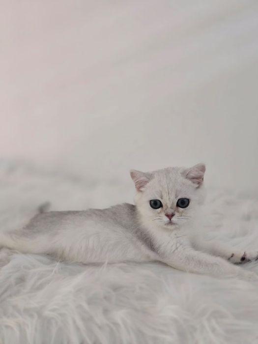 БриТаШки ОчаРоВаШки- котики  окрас шиншилла