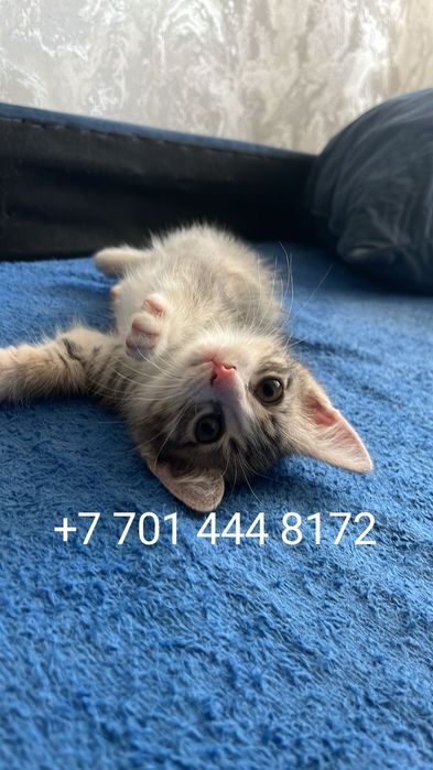 Котёнок в добрые руки