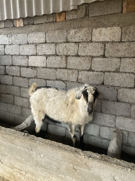 Теке сатылады