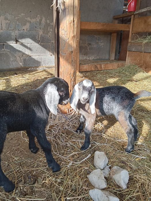 Продается англонубийская коза и козлята