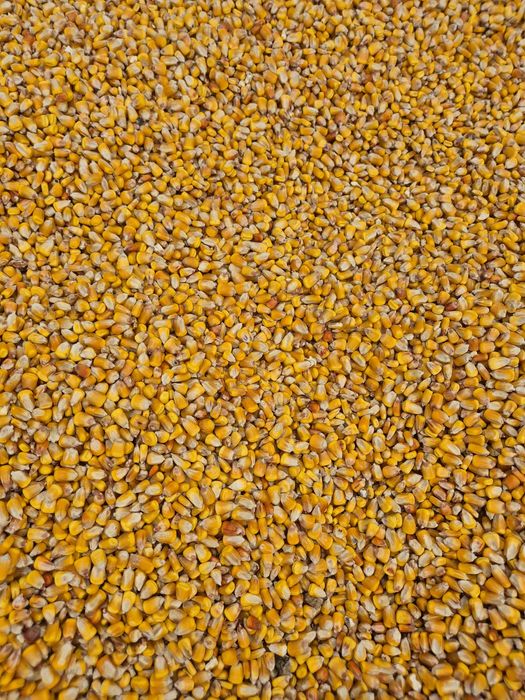 Vand porumb,orz,tarate,mazare,floarea soarelui,malai