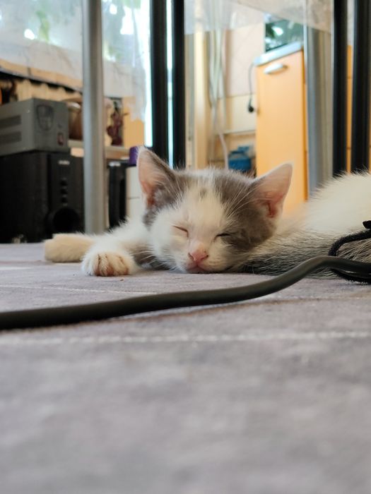 Кошки бесплатно, в Каскелене находимся