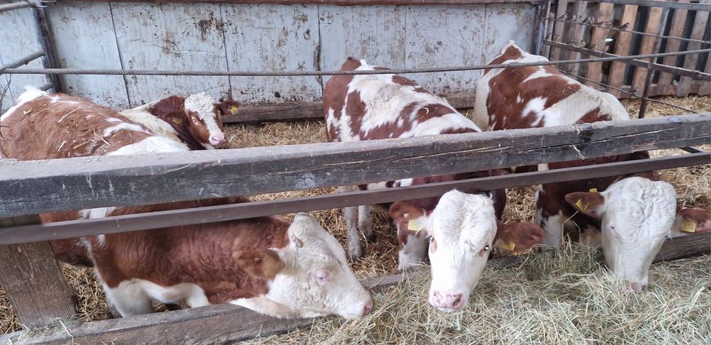 Vând tauri cu certificat de origine,