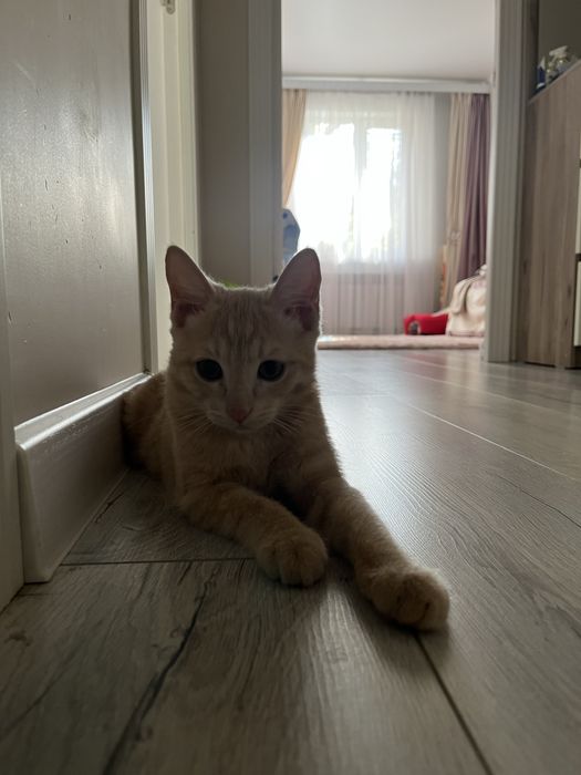 Кот рыжий 4 месяца