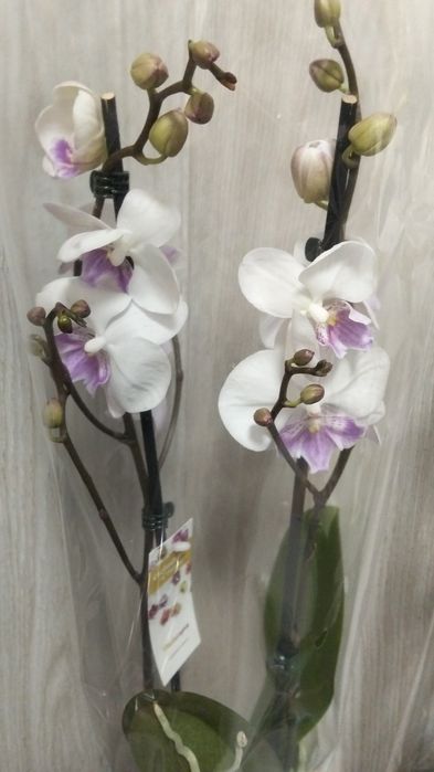 Продам Сортовые орхидеи