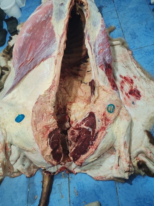 Туу сиыр сатылад