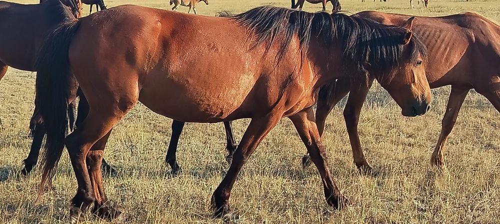 Жас бие, байтал сатылады