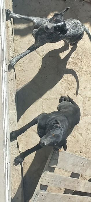 Немецкий курцхар