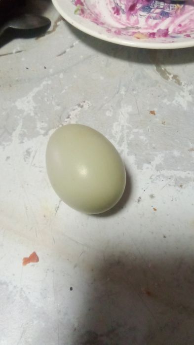 Продам петушков Лакеданзи