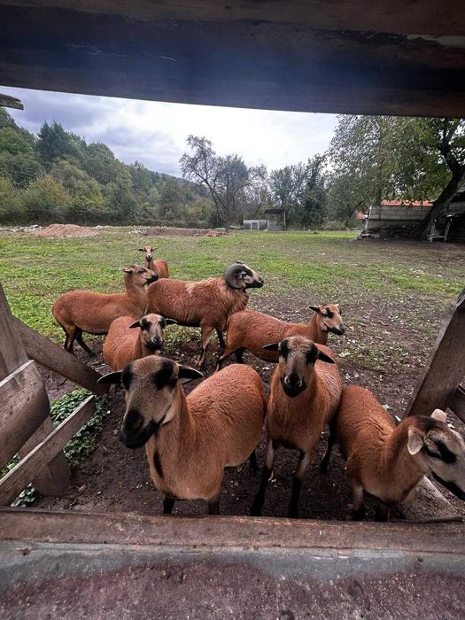 Oi camerun de vanzare