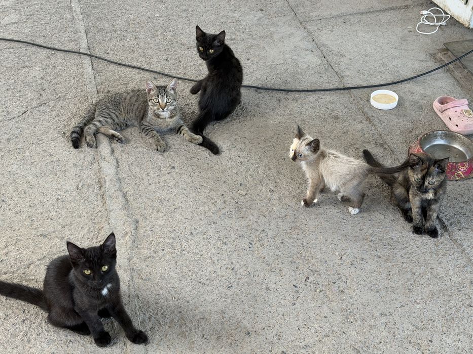 Отдам котят в добрые руки